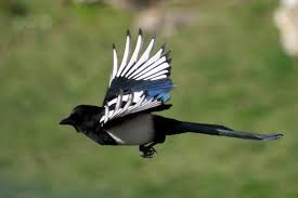 magpies